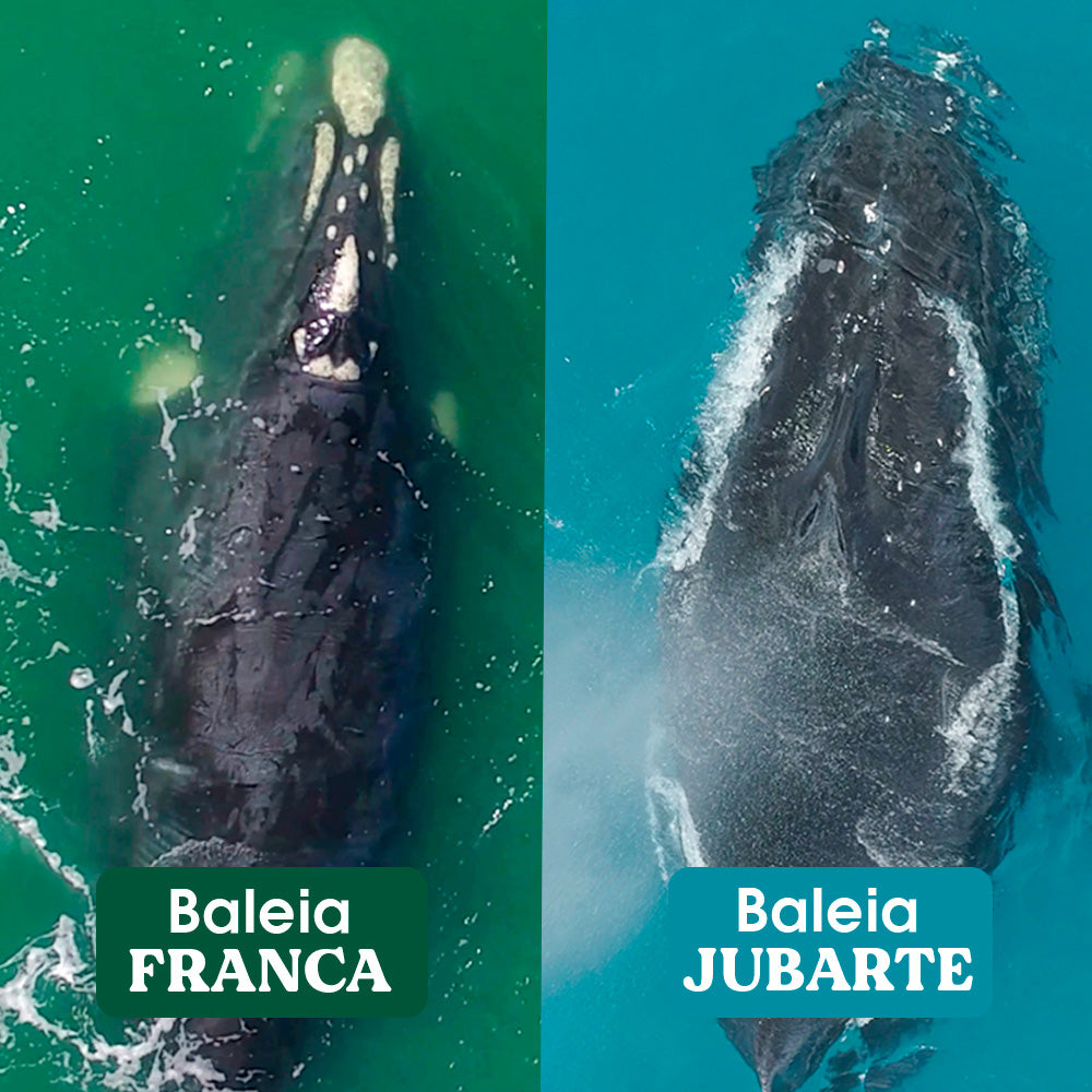 Como diferenciar a baleia jubarte da franca?